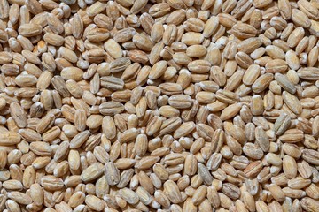 Solid background of raw pearl barley