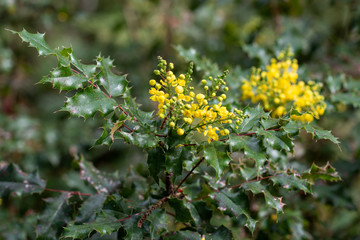 Yellow flowers of Mahonia Skylark