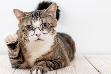 cute grey cat with glasses - Powered by Adobe