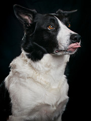Fototapeta premium border collie dog