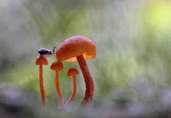 Snail and Mushrooms