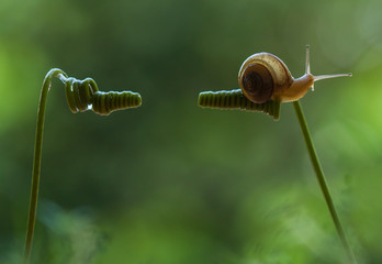 Snail and Tendril