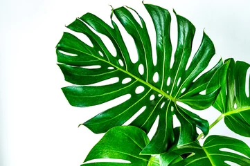 Photo sur Plexiglas Monstera feuilles vertes sur fond blanc