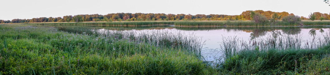 Panorama of a small quiet river against the forest. Summer landscape