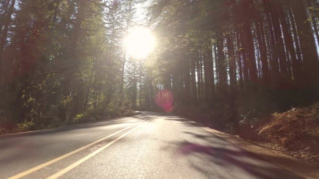 Driving On Forest Road On A Sunny Day In Autumn, Oregon, USA