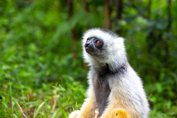 A Sifaka Lemur in the rainforest on the island of Madagascar