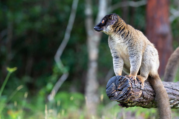 Lemurs on a log hanging over the water