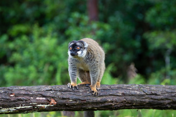 Lemurs on a log hanging over the water