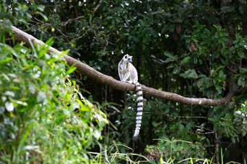 A ring-tailed lemur in the rainforest on the island of Madagascar