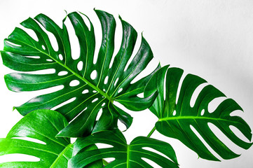 green leaf on black background