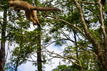 Lemurs in a rain forest on the trees, hopping from tree to tree