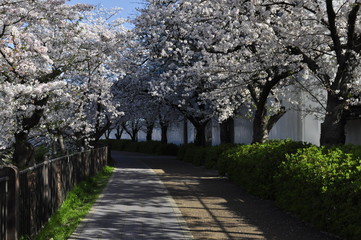 早朝の山崎川の遊歩道、満開の桜