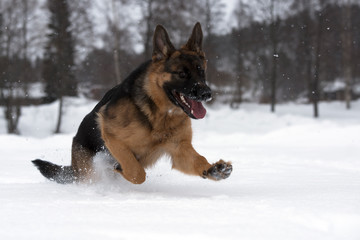 german shepherd dog in snow