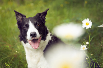 border collie dog