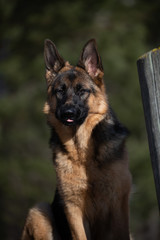 german shepherd dog