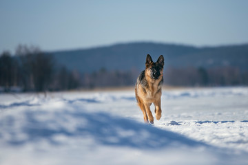 dog running in the snow