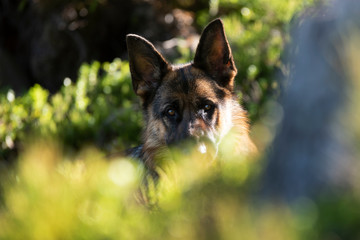 dog on grass