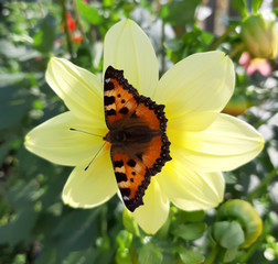 An orange butterfly sits on a yellow aster flower. Summer. Photo on a mobile smartphone.
