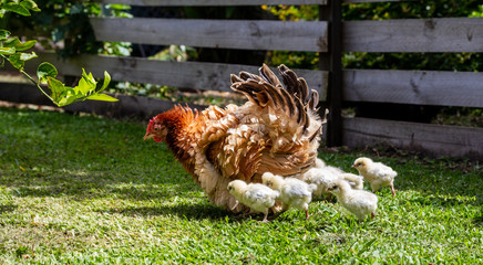 Frizzle hen and chicks (Gallus gallus domesticus) in hen house these back yard hens, have curled or...