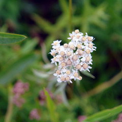 White meadow flower yarrow on natural background. Selective focus