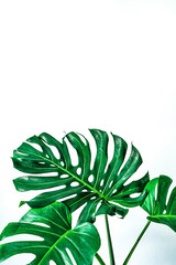 Mooie tropische Monstera blad geïsoleerd op een witte achtergrond met uitknippad voor ontwerpelementen, Flat lay