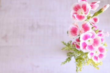 Fototapeta na wymiar Pink and white dianthus flowers. Sweet bouquet on a white background.