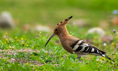 Hoopoe