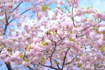 大阪　造幣局 桜の通り抜け　桜