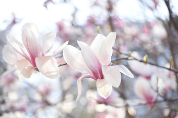 Huge pink magnolia flowers close-up on a dark background of a natural garden. Lush petals with magnificent flowering.
Delicate pink magnolia flowers on a branch in soft sunlight. a very delicate pink 