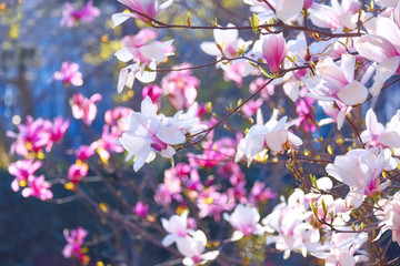 Magnolia blossom in the garden on a sunny bright day. Bright colorful photo.
