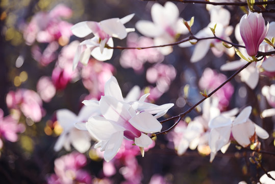 Magnolia blossom in the garden on a sunny bright day. Bright colorful photo.

