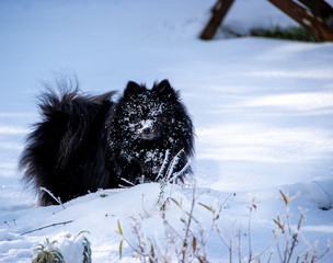 Spitz dans la neige