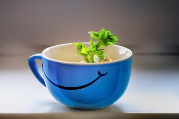 Sprouting celery root in the cup of water later to be planted in the soil