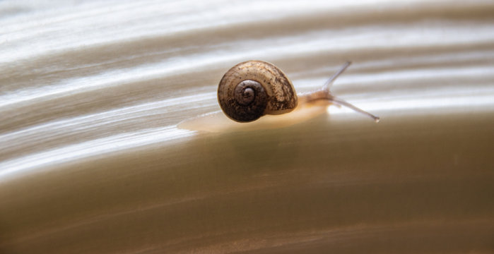 Escargot sur bettes