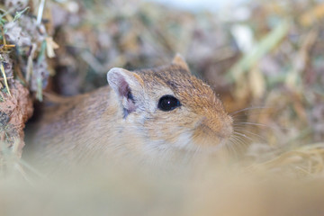 Mongolische Wüstenrennmaus (Meriones) als Haustier