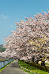 View of full blooming of cherry blossom along Muko river in Sanda city, Hyogo, Japan