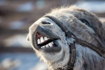 Tuinposter the funny grey donkey smiles and shows his white clean teeth as if he had been to the dentist © Lema-lisa
