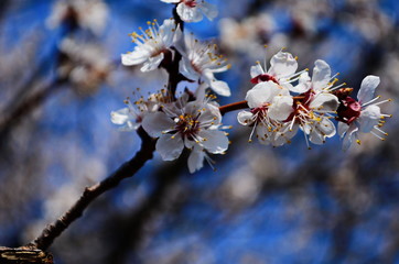 White flowers and buds of an apricot tree in spring blossom