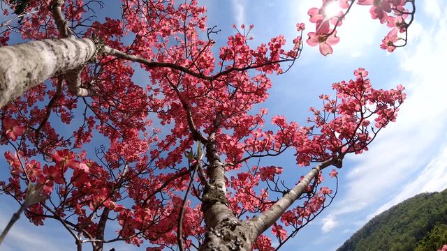 Pink Dogwood Time-Lapse