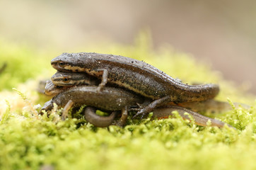 Several Common Newts, Triturus vulgaris, also known as Smooth Newt on moss in springtime. They have just emerged from hibernation. 