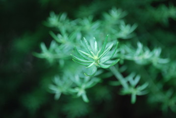 close up of a pine needles