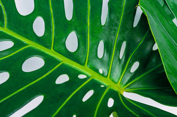 Fototapeta na wymiar Beautiful Tropical Monstera leaf isolated on white background with clipping path for design elements, Flat lay