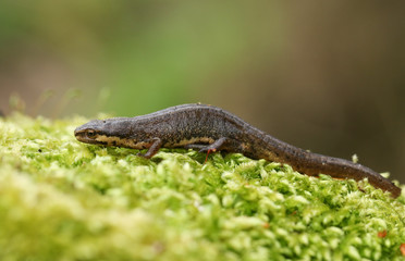 A Common Newt, Triturus vulgaris, also known as Smooth Newt on moss in springtime. It is just out of hibernation and is making its way to water to spawn.