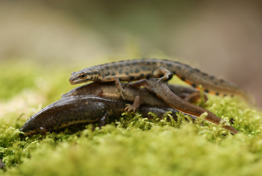 Several Common Newts, Triturus vulgaris, also known as Smooth Newt on moss in springtime. They have just emerged from hibernation. 