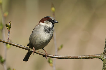 A stunning male House Sparrow, Passer domesticus, perching on a branch. 