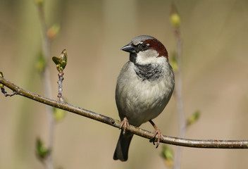 A stunning male House Sparrow, Passer domesticus, perching on a branch. 