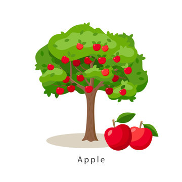 Apple tree vector illustration in flat design isolated on white background, farming concept, tree with fruits and big red apples near it, harvest infographic elements.