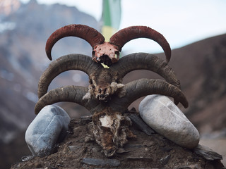 The horns of alpine goats lie on top of each other.