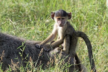 A baboon with a baby on the back.