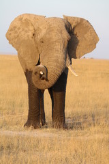 Fototapeta na wymiar A beautiful profile of an elephant with his trunk curved on the tusks